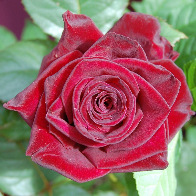 red-rose-1608731_1280.jpg
